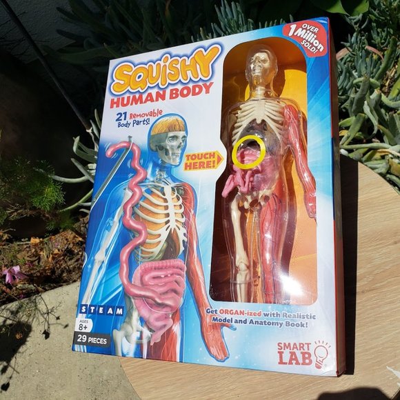 Toys New 12 Model Squishy Human Body Anatomy Kit Skeleton Stem